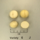 New high yield macadamia variety Variety J - MIV1-J