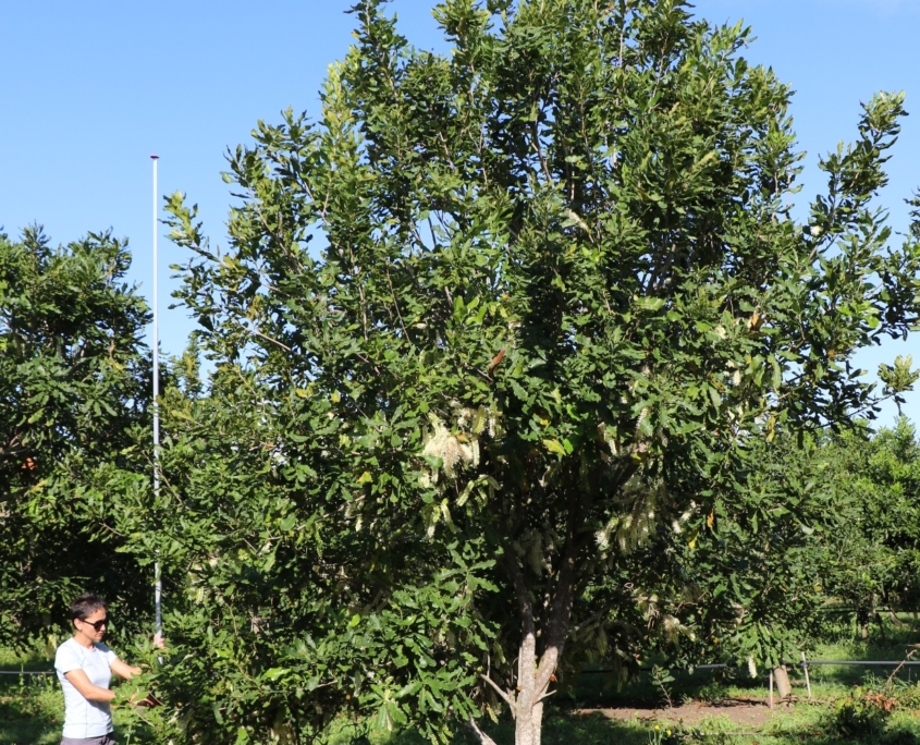 Image of 9 year old Macadamia tree - variety G - in Bundaberg