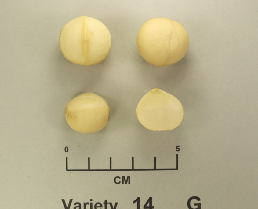 New high yield macadamia variety Variety G - MIV1-G
